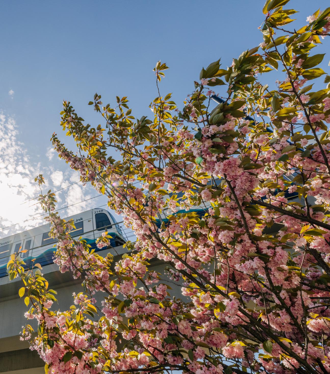 A Link light rail train behind a cherry blossom tree